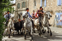 MasDesPins BullHeard MasDesPins BullHeard