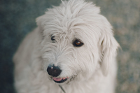 PatrigoneResidence Puppy PatrigoneResidence Puppy