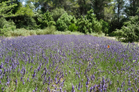 TowerRoad Lavender TowerRoad Lavender