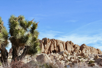 MountianViewTrail Landscape