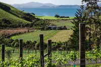 GabrielResidenceTheLanding Vineyard
