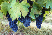 TheCasaAlina Grapes