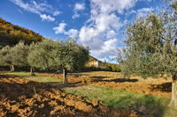 TheSantaChiaraResidence 13 TheSantaChiaraResidence 13