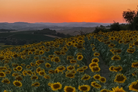 TheLeSarrailEstate 14 TheLeSarrailEstate 14