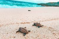 SandcastleVilla Beach Turtle Hatching37