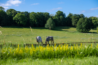 DSC_2184 DSC_2184