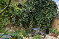 back garden 1 edited