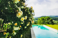 vert garden and pool