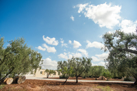 The San Raffaele Residence