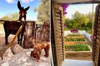 casa terra estate animals and garden