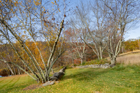 The Ancram Residence