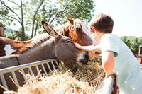 Child + donkey + Apache farm