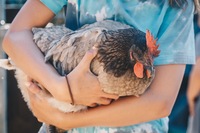 chicken + kids Large chicken + kids Large