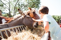 Child + donkey + Apache farm Large Child + donkey + Apache farm Large