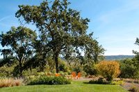 DryCreekGarden03