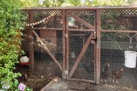 MenloParkChickens01