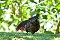 MANDOLAChicken 1 MANDOLAChicken 1