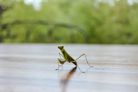 LeCampSafari Mantis