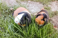 LeCampYurt Muffin&Moose